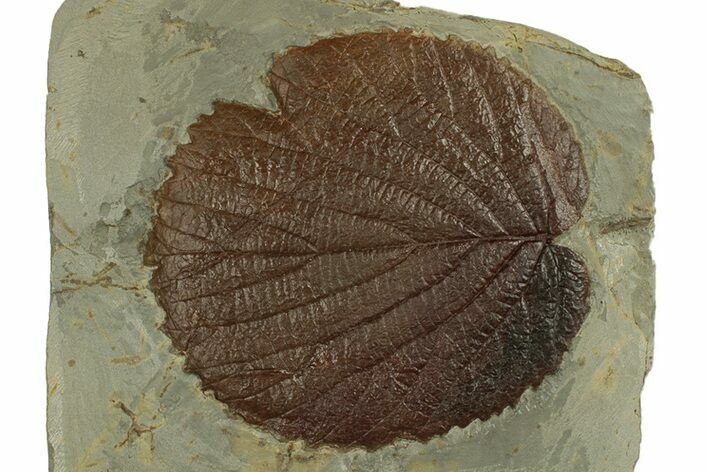 Paleocene Fossil Leaf (Davidia) - Glendive, Montana #269369